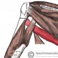Fig 1.5 - The teres major muscle