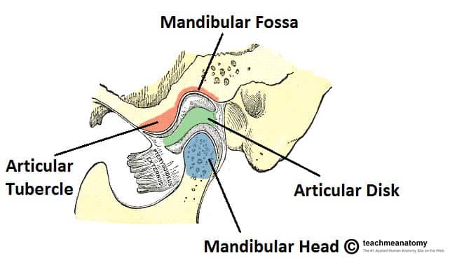 The Temporomandibular Joint - Structure - Function - TeachMeAnatomy