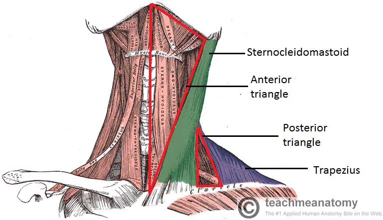 Where can you find a diagram of human neck muscles?