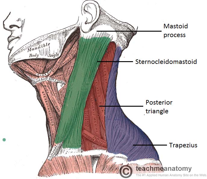 Posterior Triangle Of The Neck Subdivisions Teachmeanatomy