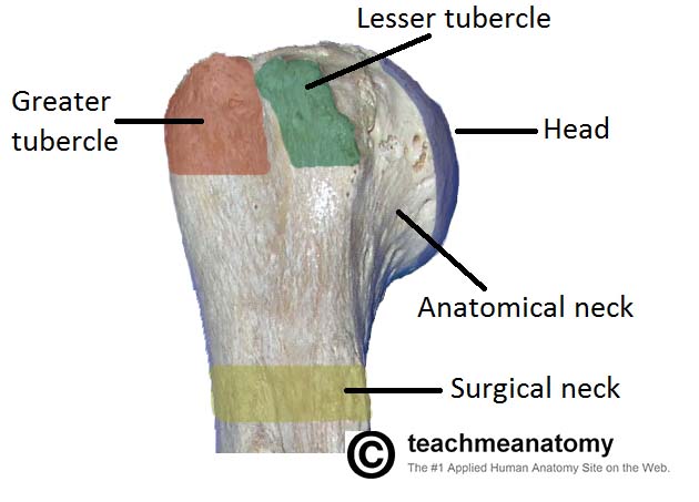 Fig 1.2 - Anterior view of the proximal portion of the humerus