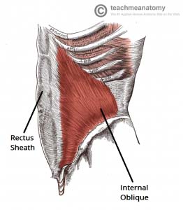 Fig 1.2 - Lateral view of the abdominal wall. The internal oblique is visible - note that its fibres are perpendicular to those of the external oblique.