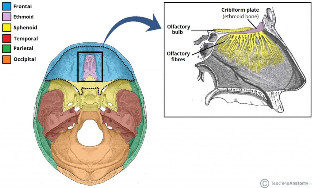 Ethmoid Bone Location Structure Relationships TeachMeAnatomy