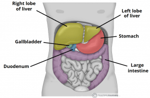 The Liver Lobes Ligaments Vasculature Teachmeanatomy