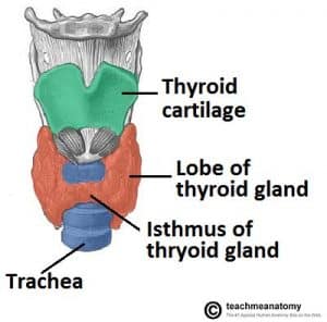 Fig 1.0 - Anterior view of the neck, showing the anatomical position of the thyroid gland