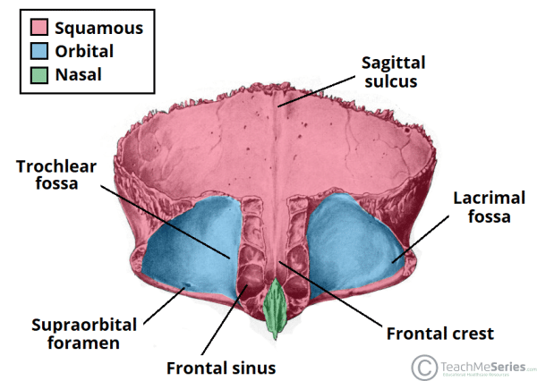 The Frontal Bone Landmarks Articulations Teachmeanatomy