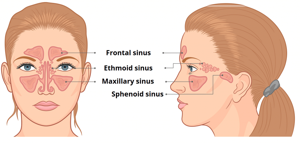 The Paranasal Sinuses Structure Function Teachmeanatomy