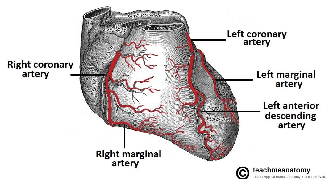 Vasculature of the Heart - TeachMeAnatomy