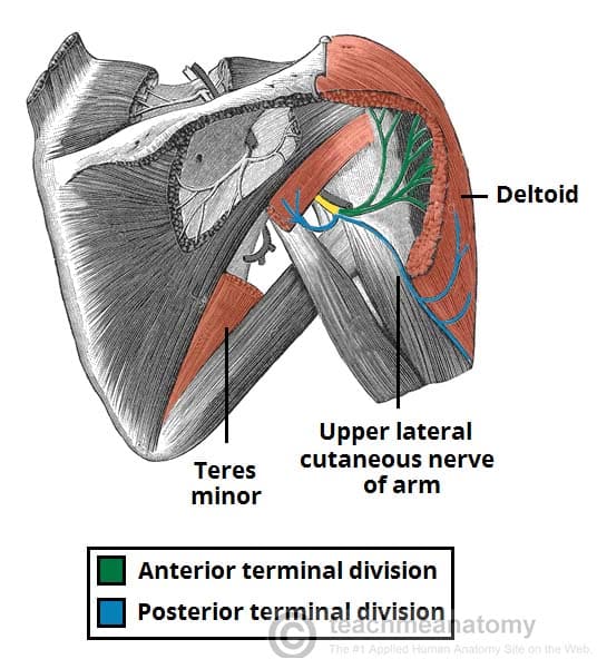 Fig 1.0 - The anterior and posterior divisions of the axillary nerve