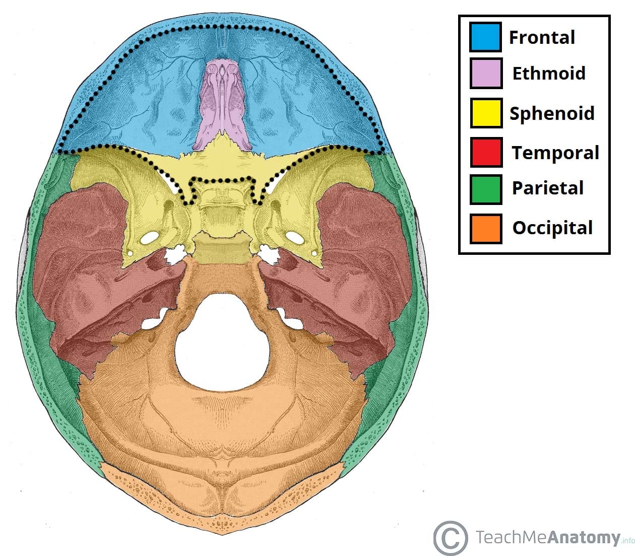 Anterior Skull Base Anatomy