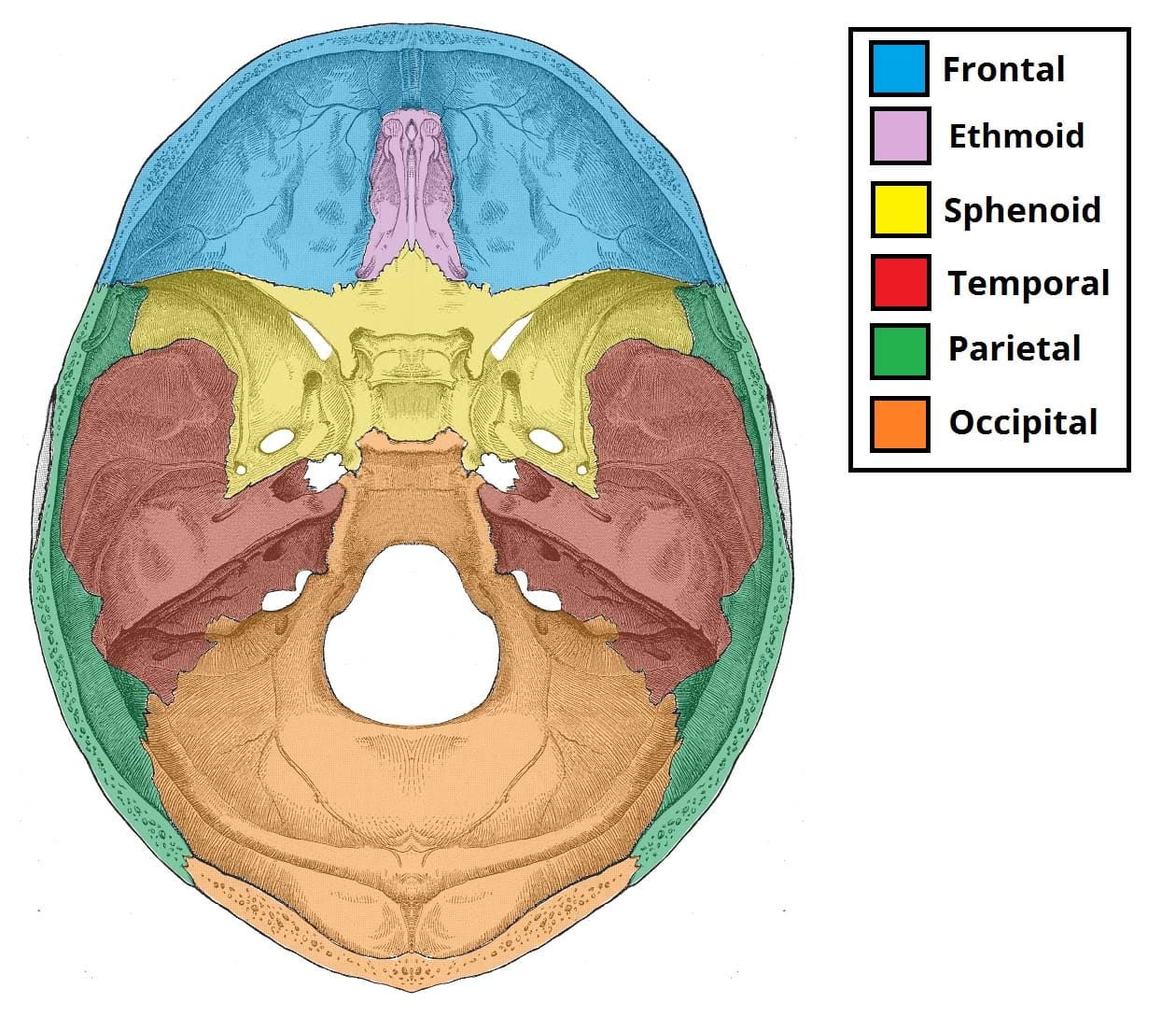 Areas of the Head - TeachMeAnatomy