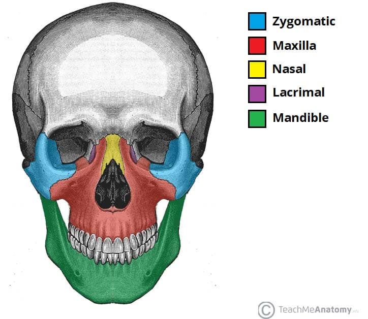 Facial Bones Of The Skull 47