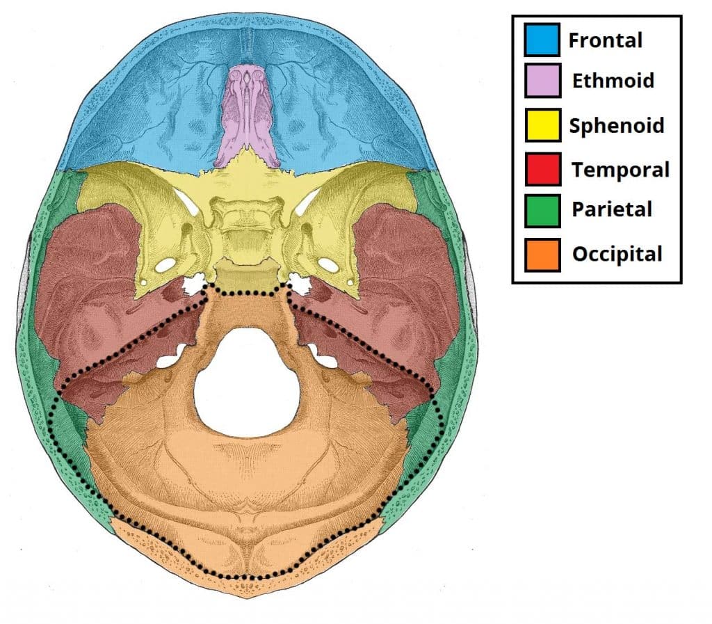 Posterior Cranial Fossa Boundaries Contents TeachMeAnatomy