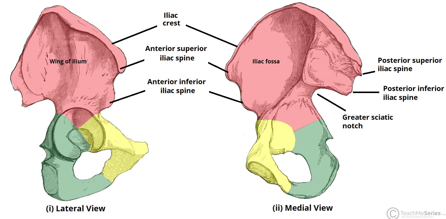 the-hip-bone-ilium-ischium-pubis-teachmeanatomy