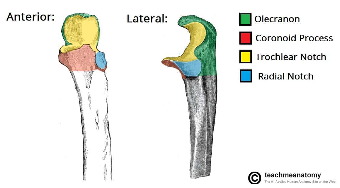 Anatomy of Ulna Bone | Bone and Spine