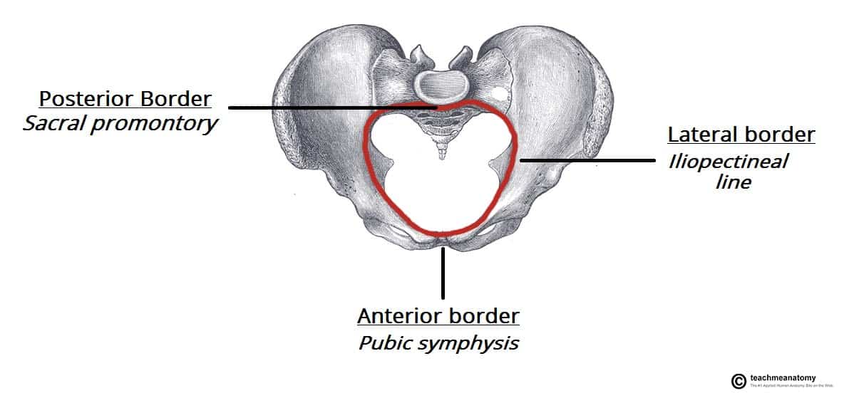 Fig 1.2 - Looking down onto the pelvis, the borders of the pelvic brim.