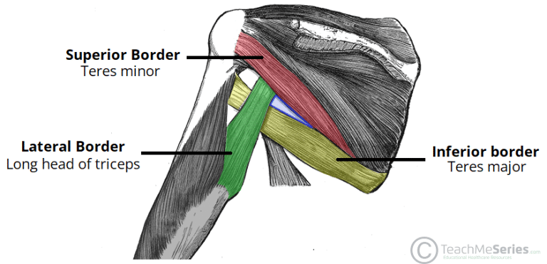 Triangular Space Borders Contents TeachMeAnatomy