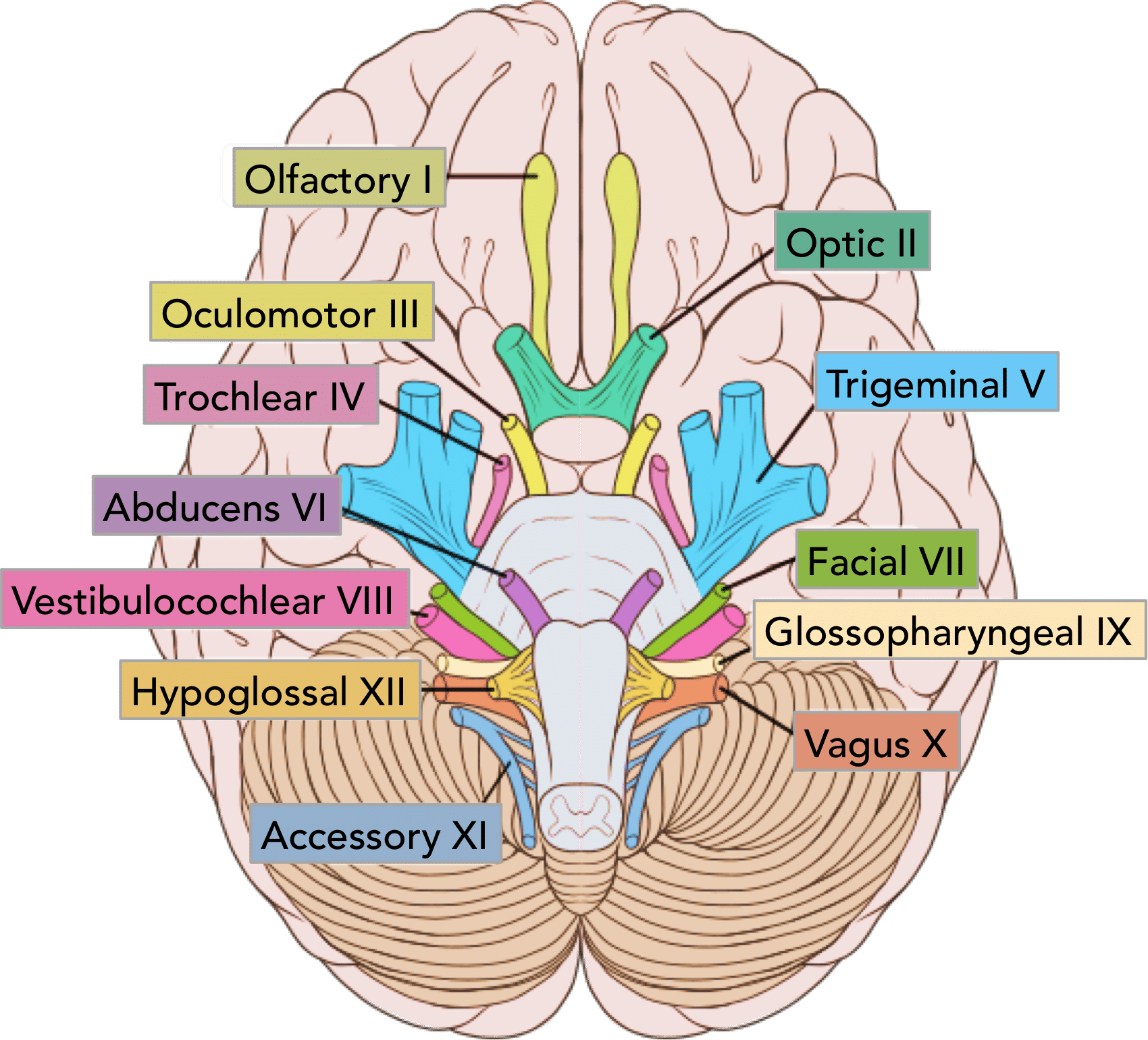 summary-of-the-cranial-nerves-teachmeanatomy