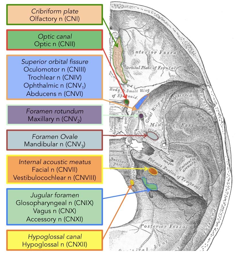 summary-of-the-cranial-nerves-teachmeanatomy