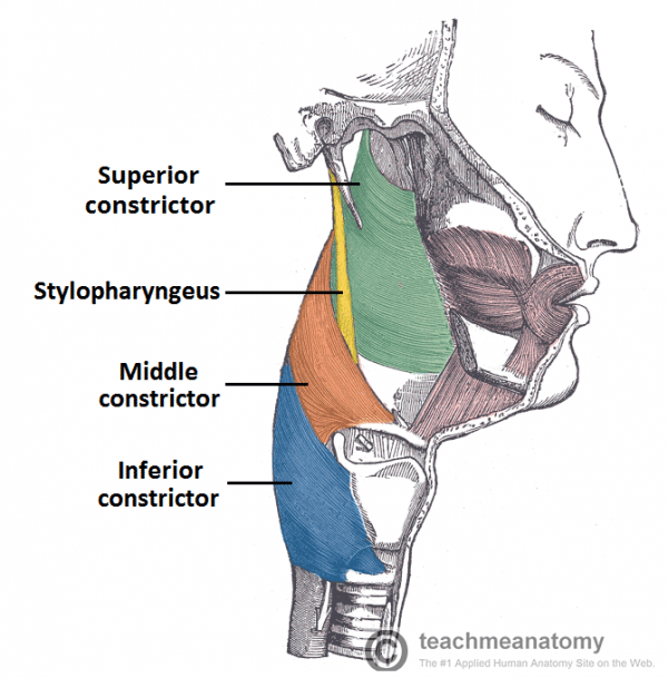 Ascending Pharyngeal Artery Course Supply Teachmeanatomy