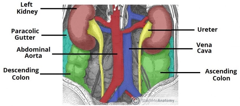 The Colon - Ascending - Transverse - Descending - Sigmoid - TeachMeAnatomy