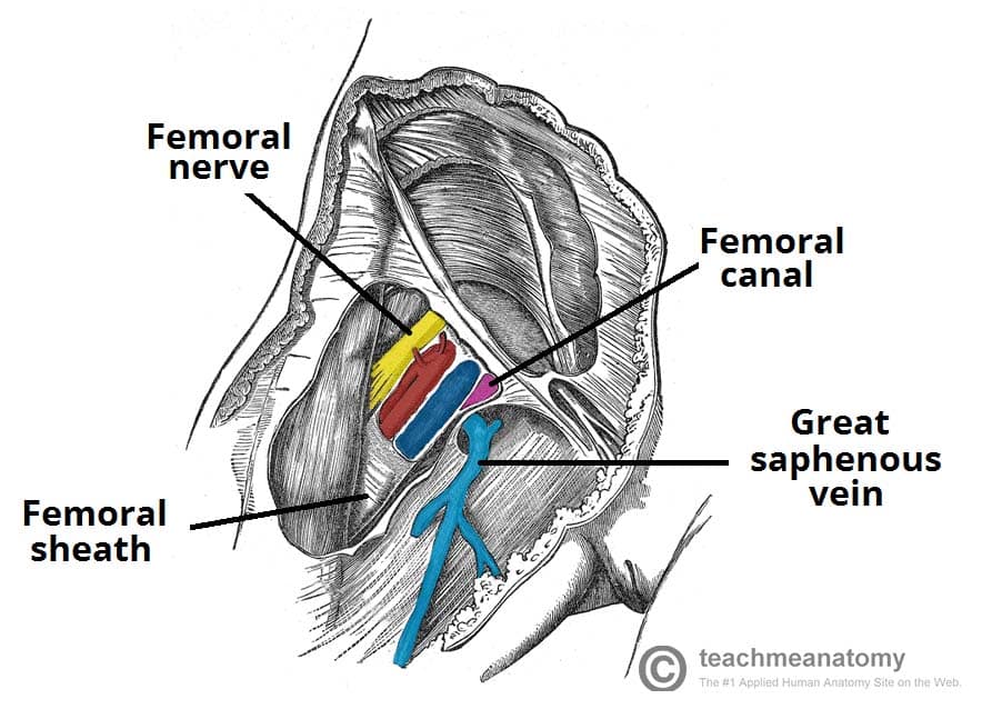 The Femoral Canal - Borders - Contents - TeachMeAnatomy