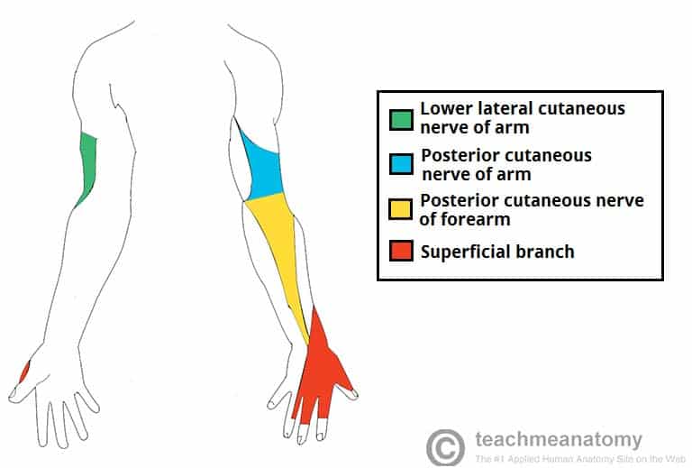 Fig 1.1 - The cutaneous innervation of the radial nerve.