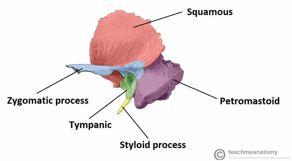Fig 1.1 - The constituent parts of the temporal bone.