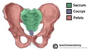Fig 1.4 - Diagram of the sacrum and coccyx, articulating with the pelvic bones