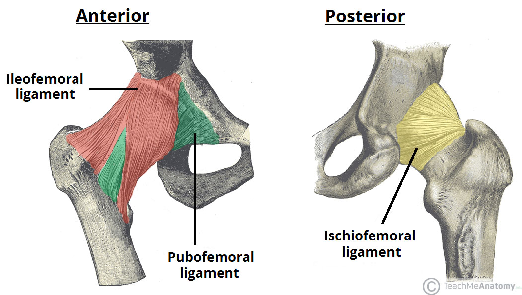 Fig 3 - The extracapsular ligaments of the hip joint; ileofemoral, pubofemoral and ischiofemoral ligaments.
