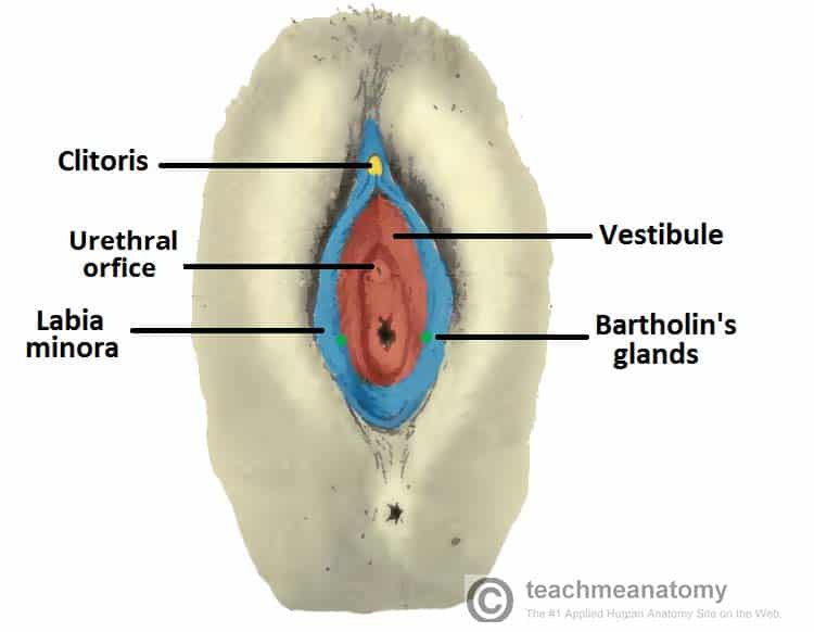 Female Urethra 70