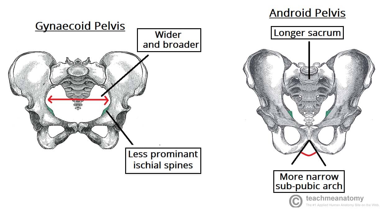 How do you distinguish between the true pelvis and the false pelvis?