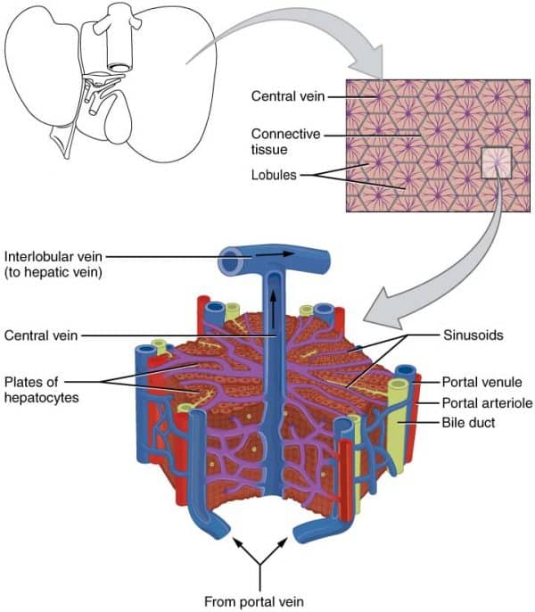 The Liver Lobes Ligaments Vasculature TeachMeAnatomy