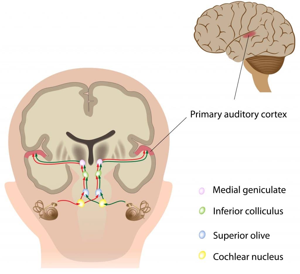 the-auditory-pathway-structures-of-the-ear-auditory-transduction