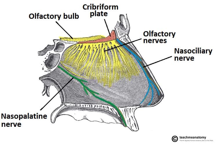 What is the function of the nasal cavity?