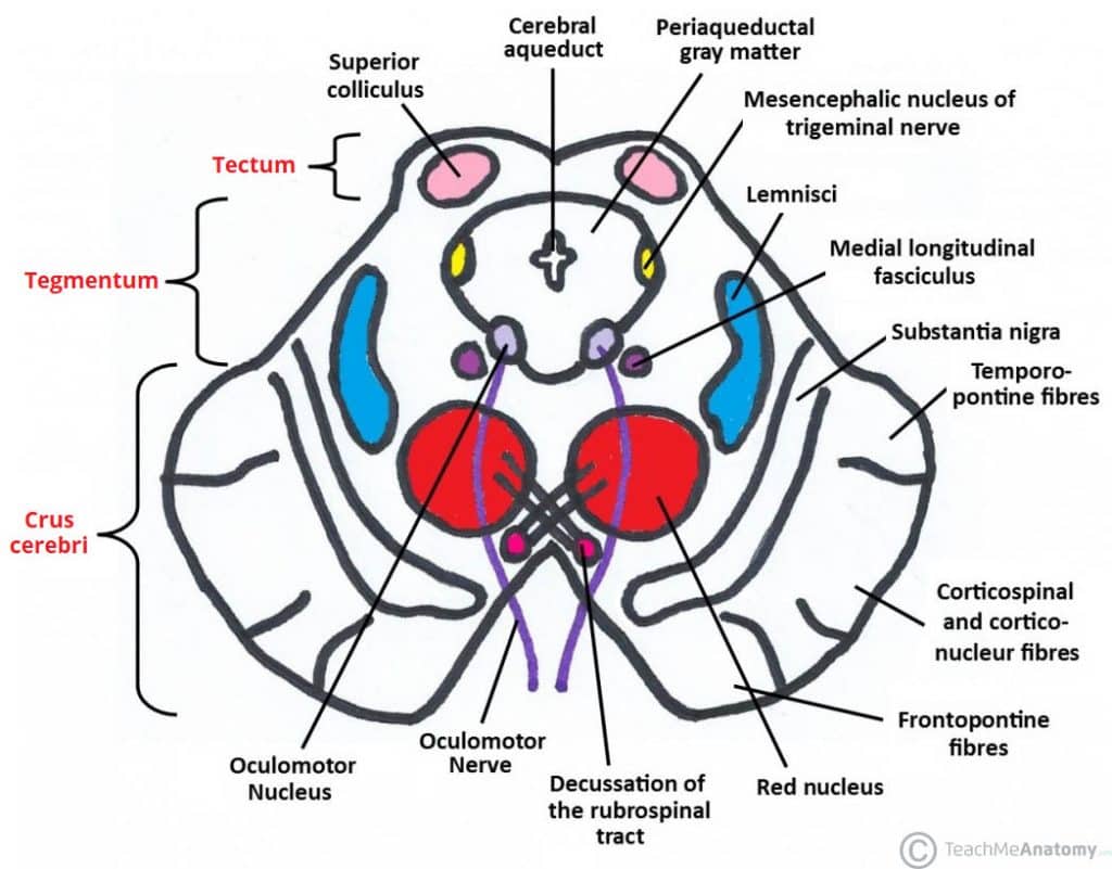 The Midbrain Colliculi Peduncles Teachmeanatomy 8342