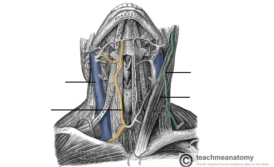 Venous Drainage Of The Head And Neck Dural Sinuses Teachmeanatomy