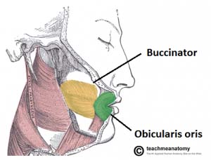 Labelled Diagram of the Oral Muscles of Facial Expression - Lateral