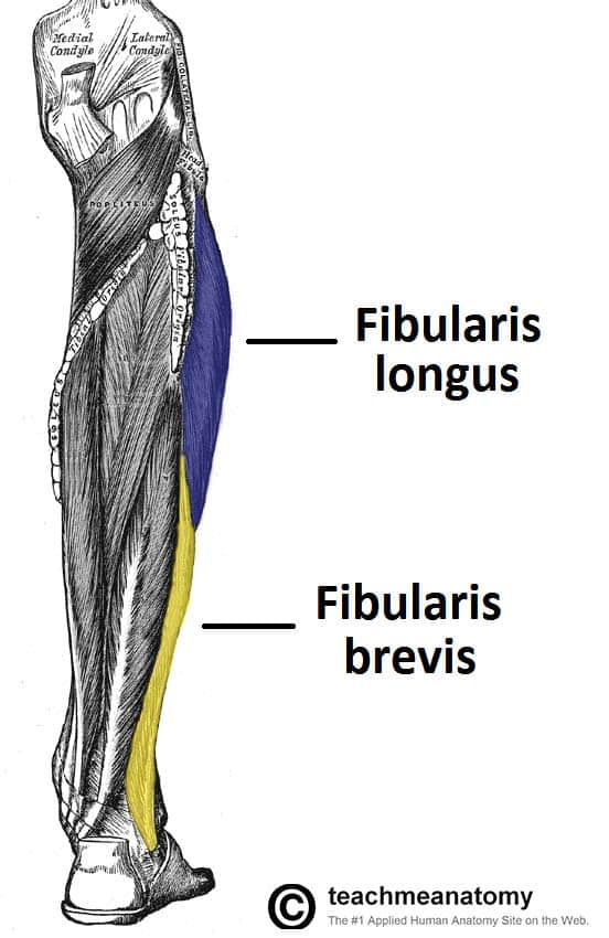 Fig 1.0 - Muscles of the lateral leg; fibularis longus and brevis