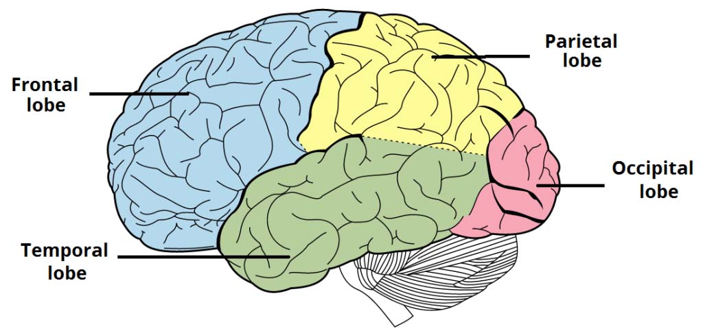 the-cerebrum-human-anatomy-and-physiology-lab-bsb-141