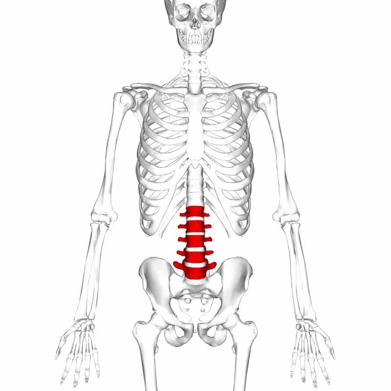 The Lumbar Spine - Joints - Ligaments - TeachMeAnatomy