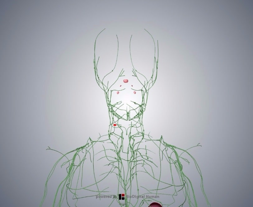 Lymphatic System - TeachMeAnatomy