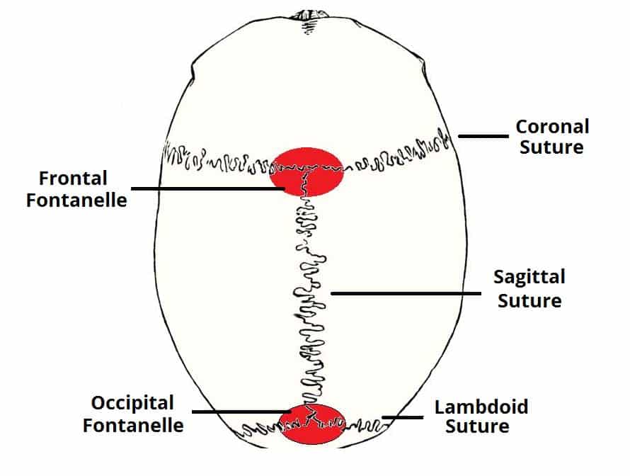 Fig 1.2 - The major fontanelles and sutures of the skull