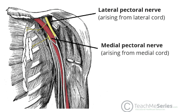 The Medial Pectoral Nerve Course Functions TeachMeAnatomy