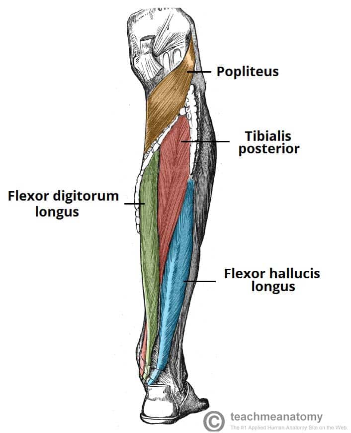 Fig 1.1 - Muscles in the deep layer of the posterior leg.