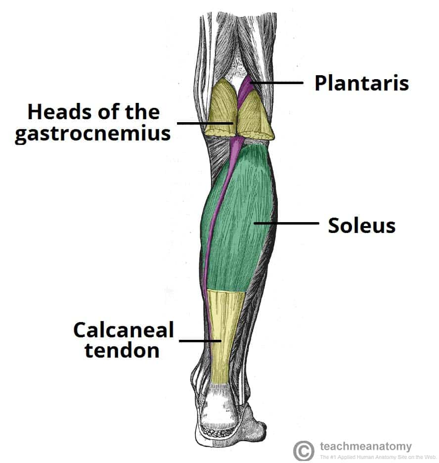 Fig 1.0 - The muscles in the superficial layer of the posterior leg. The body of the gastrocnemius has been cut away to expose the underlying musculature.