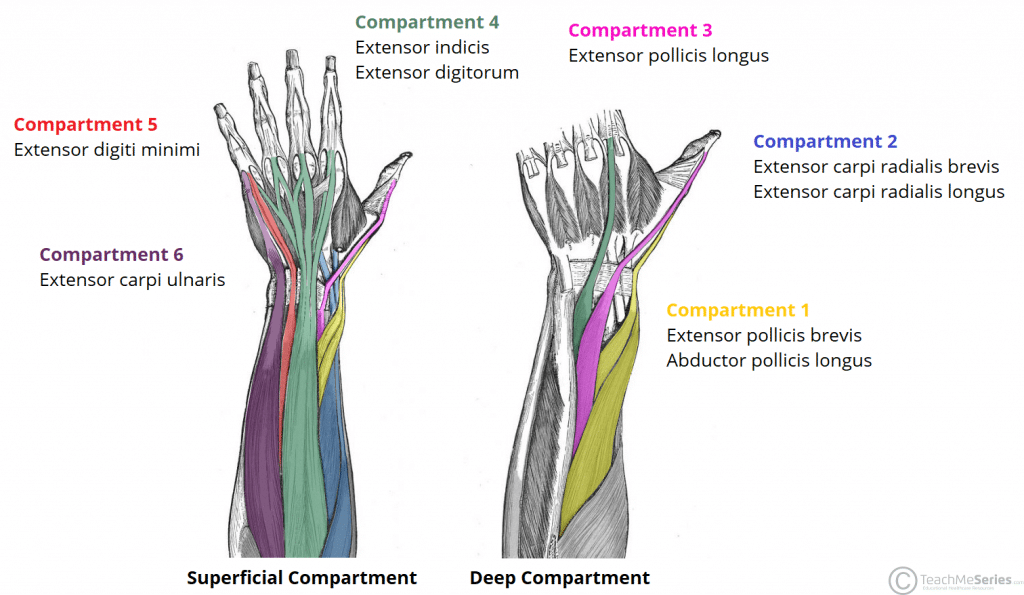 The Extensor Compartments Of The Wrist De Quervain S Teachmeanatomy