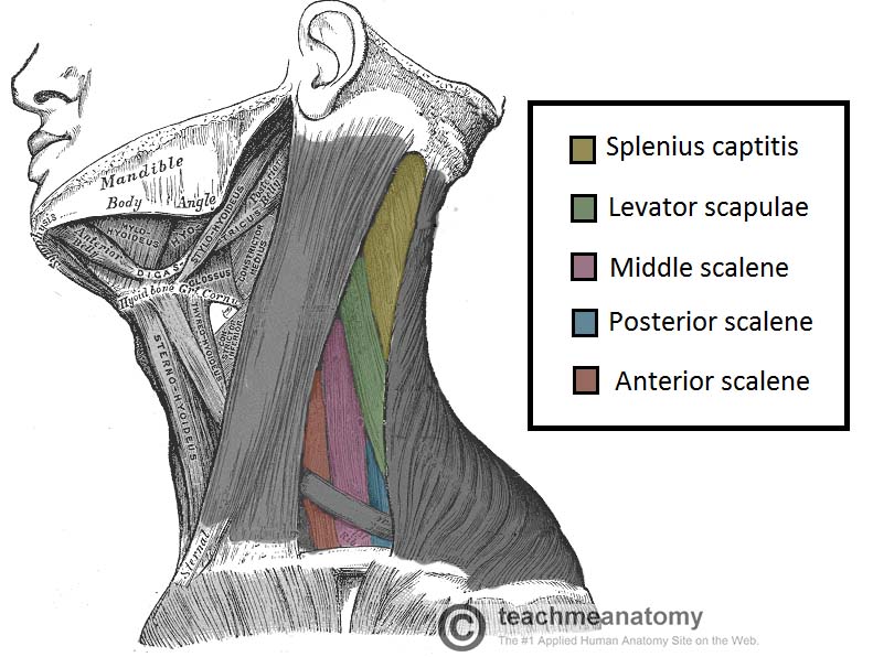 Posterior Triangle of the Neck - Subdivisions - TeachMeAnatomy