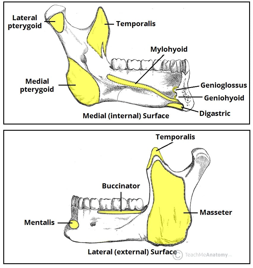 The Mandible Structure Attachments Fractures Teachmeanatomy 2222