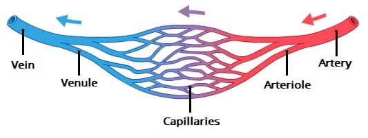 What are the three main types of vessels in the circulatory system
